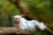 Small, rare rain forest monkey with silvery-white fur, lying on a branch against blurred green background.