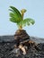 A small, recently sprouted orange coconut tree is used for making coconut bonsai