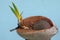 A small, recently sprouted orange coconut tree is used for making coconut bonsai