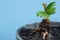 A small, recently sprouted orange coconut tree is used for making coconut bonsai