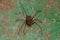 Small Recluse Spider