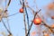 Small Red Apples And Blue Sky. Malus floribunda.