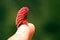 Small red baby pine tree cone