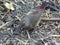 Small red-billed firefinch foraging for seeds