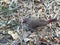 Small red-billed firefinch foraging for seeds