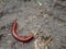 Small red brown millipede walking on brown earth floor