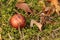 Small red brown russula mushroomwitj pine branch among green and brown moss