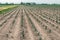 Small red cabbage plants in long converging rows on the farmland