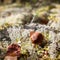 Small red-capped scaber stalk growing in moss, close-up view