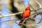 Small, red cardinal perched atop a tree branch in a sunny setting