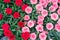 Small Red Carnations Pattern, Natural Blooming Texture Background Top View, Many Small Pink