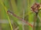 Small Red Damselfly - Ceriagrion tenellum