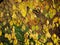 Small red decorative paradise apples and autumn leaves, selective focus