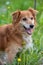 small red dog pooch in the grass