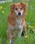 small red dog pooch in the grass