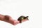 Small red-eared turtle in hand