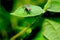 Small red eye fly stay on green leaf and look forward with green and dark background in the forest