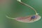 Small red-eyed house fly Perched on a pink leaf in the bottom right corner of the image