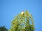 Small red-faced bird, lerida, spain, europe