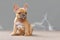 Small red fawn colored French Bulldog dog puppy with 7 weeks sitting in front of gray wall with copy space