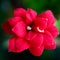 small red flower with a broken petal on a green dull