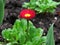 Small Red Flower Glistening with Rain Macro