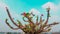 Small red flower at the top of the branch of a throned dessert flower plant with a blue sky in the background