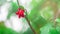 Small red flower on tree with water drop on Blurred green background