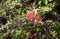 Small red flowers on barbed branches