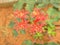 Small red flowers of bottle plant shrub