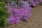 Small red flowers with ornamental plants on the stone brown sidewalk