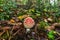 Small red fly agaric in a forest glade in the autumn