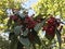 Small red fruits in Arnold Arboretum of Harvard University.