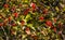 Small red fruits in the bright autumnal sunlight