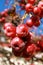 Small red fruits frozen in the tree