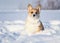 Small red-haired puppy of a dog corgi walks in deep white snowdrifts in the winter in the park with a nose covered with snow
