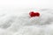 Small red heart in the white snow, generous copy space, concept