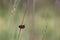 Small Red Insect and Green Grass