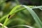 The Small red insect under a long green leaves.