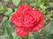 A small Red Intuition rose