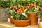 Small red jalapeno peppers grow in clay pots. A group of hot peppers at the harvest festival. Ripe red hot chili jalapenos on a