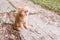 Small red kitten basks in the sun and plays.