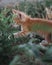 A small red kitten with big blue eyes. A kitten walks on the grass in the Park. Kitten in nature. Profile picture in the side view