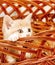 Small red kitten sitting in a basket, pets