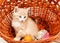 Small red kitten sitting in a basket, pets