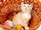Small red kitten sitting in a basket, pets
