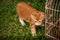 small red kitten stand on green grass