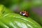 Small red ladybird resting on a green basil leaf