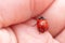 Small red ladybug with black dots ready to start flying on opened palm. Concept of making wish