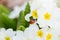 small red ladybug crawls over white flowers